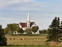 PEI  church and cows 2240